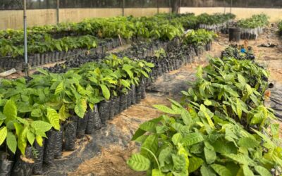 Nosso Viveiro: Um compromisso com a Origem