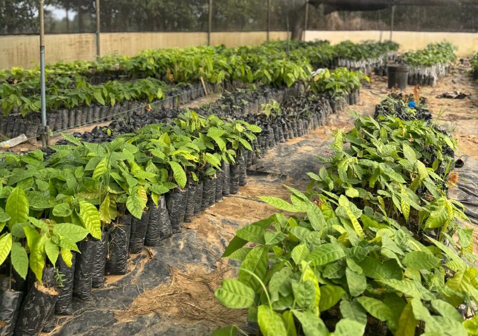 Nuestro Vivero: Un compromiso con el Origen