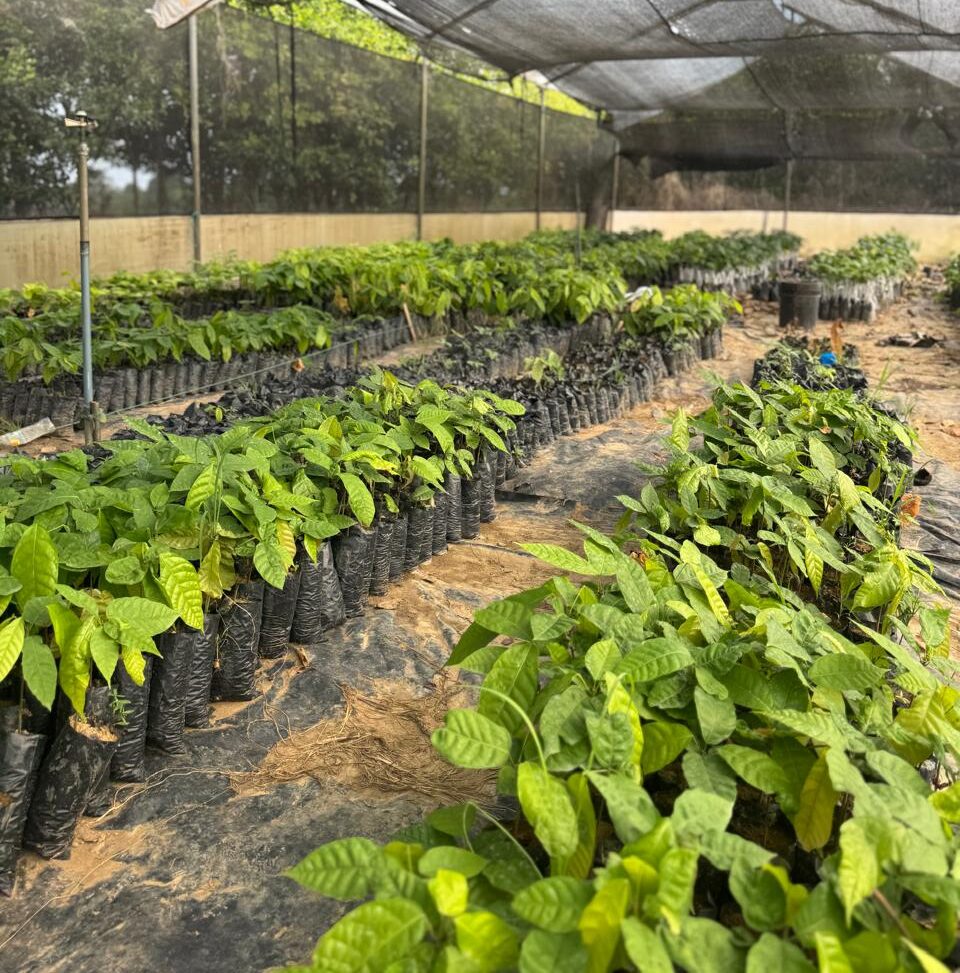 Cacao Talks: ¿Por qué ser una Empresa B? - 2